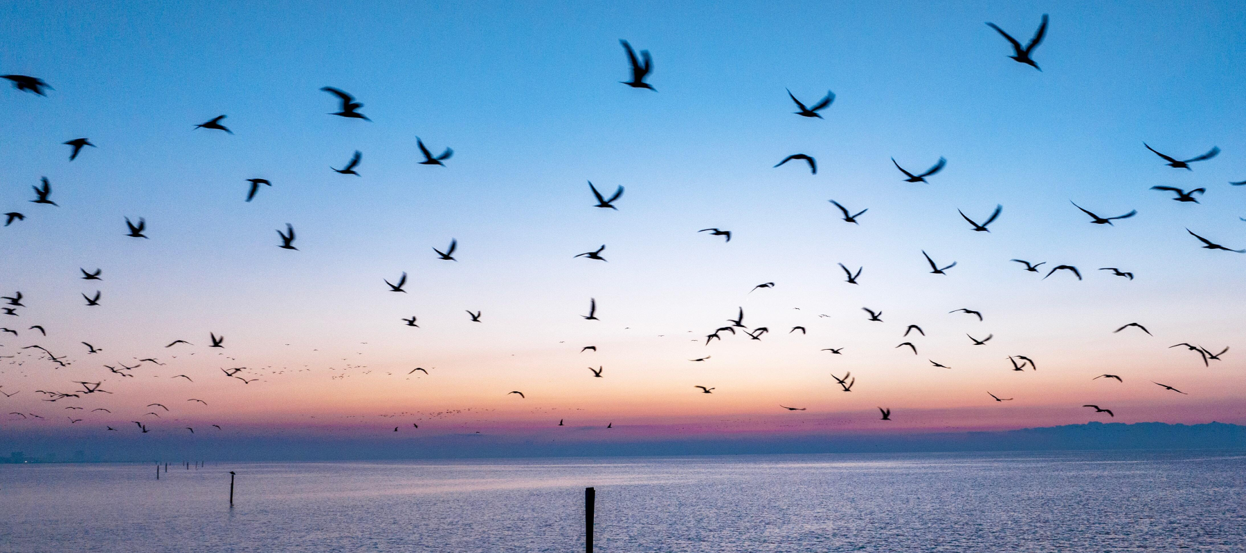 Dozens of birds flying over calm ocean water at sunset